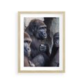 Plakat w ramie 30x40 - Małpy w ich naturalnym środowisku - małpy, szympansy - rama drewno