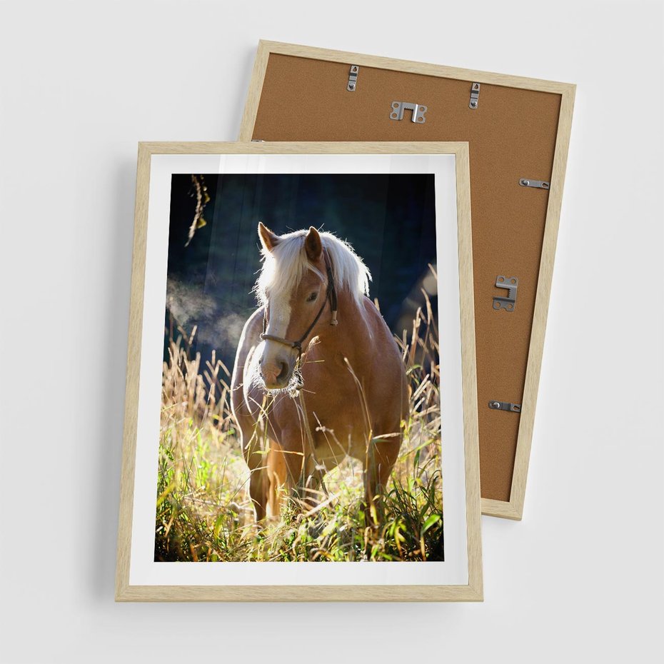 Plakat w ramie 50x70 - Spotkanie konia na łące - koń, łąka - rama drewno