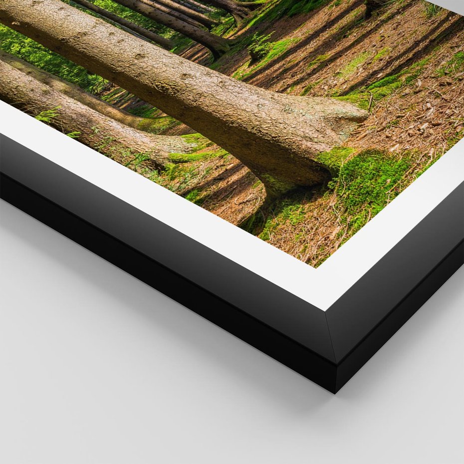 Plakat w ramie 50x70 - Las: harmonia natury - las, drzewa - rama czarna