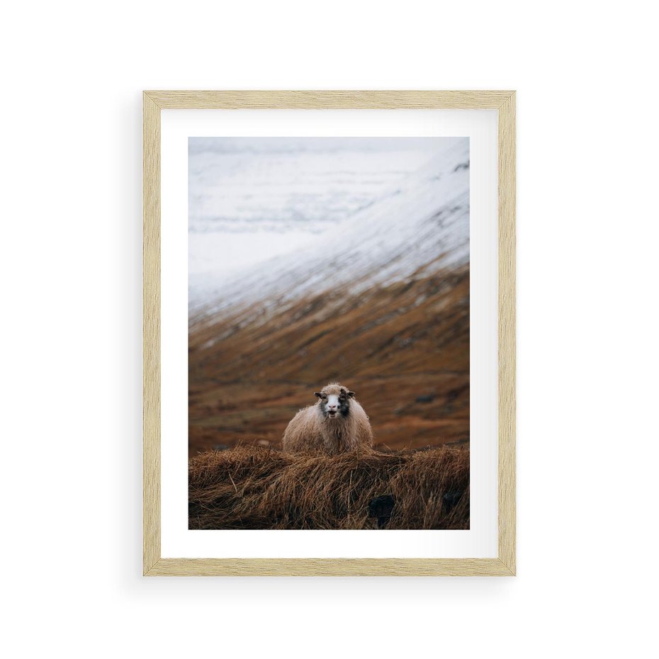 Plakat w ramie 30x40 - Owiecka panorama - góry, owca - rama drewno