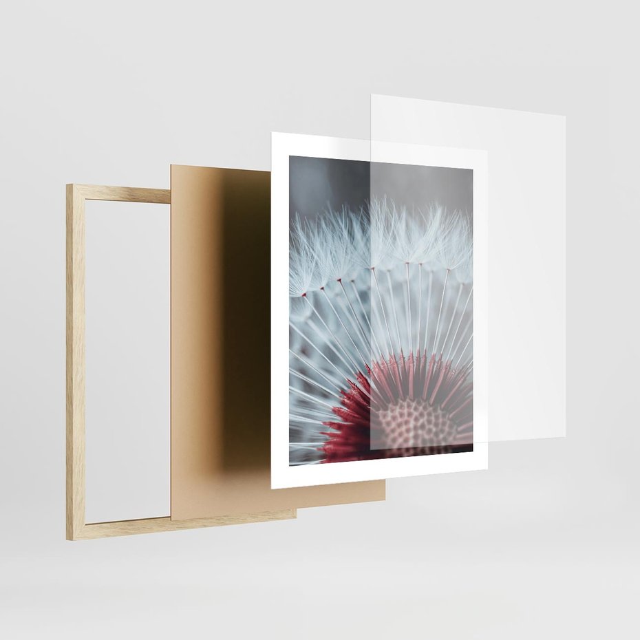 Plakat w ramie 40x50 - Dmuchawiec w Detalu - dmuchawiec, zdjęcie makro - rama drewno