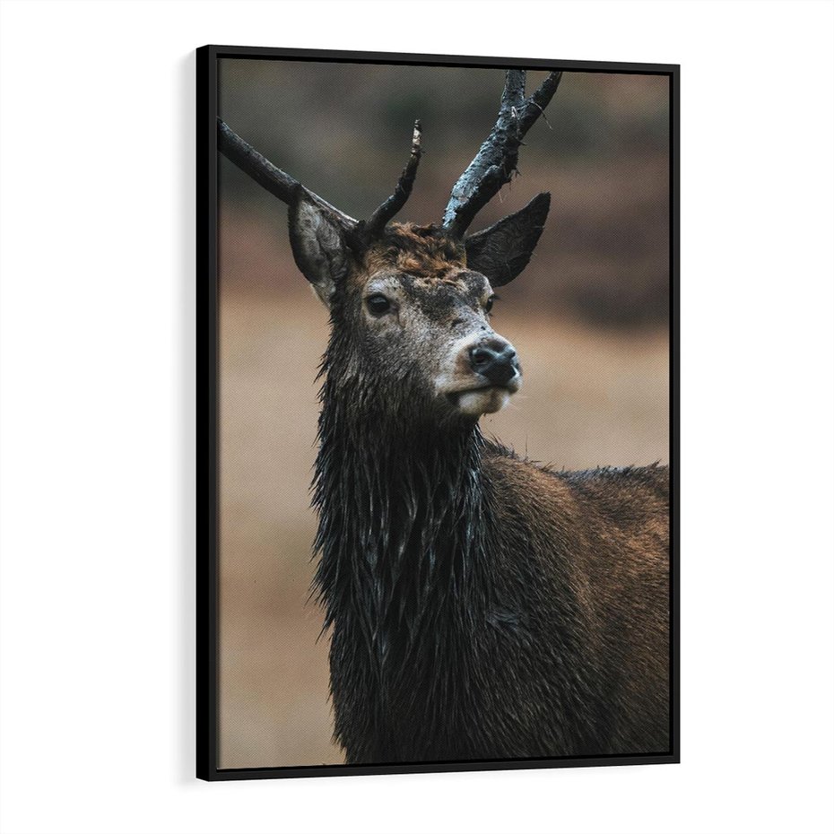 Obraz w ramie 50x70 - Spokojny jeleń - jeleń, las - rama czarna