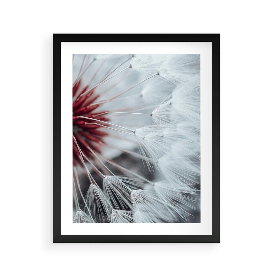 Plakat w ramie 40x50 - Makro świat dmuchawca - dmuchawiec, makro - rama czarna
