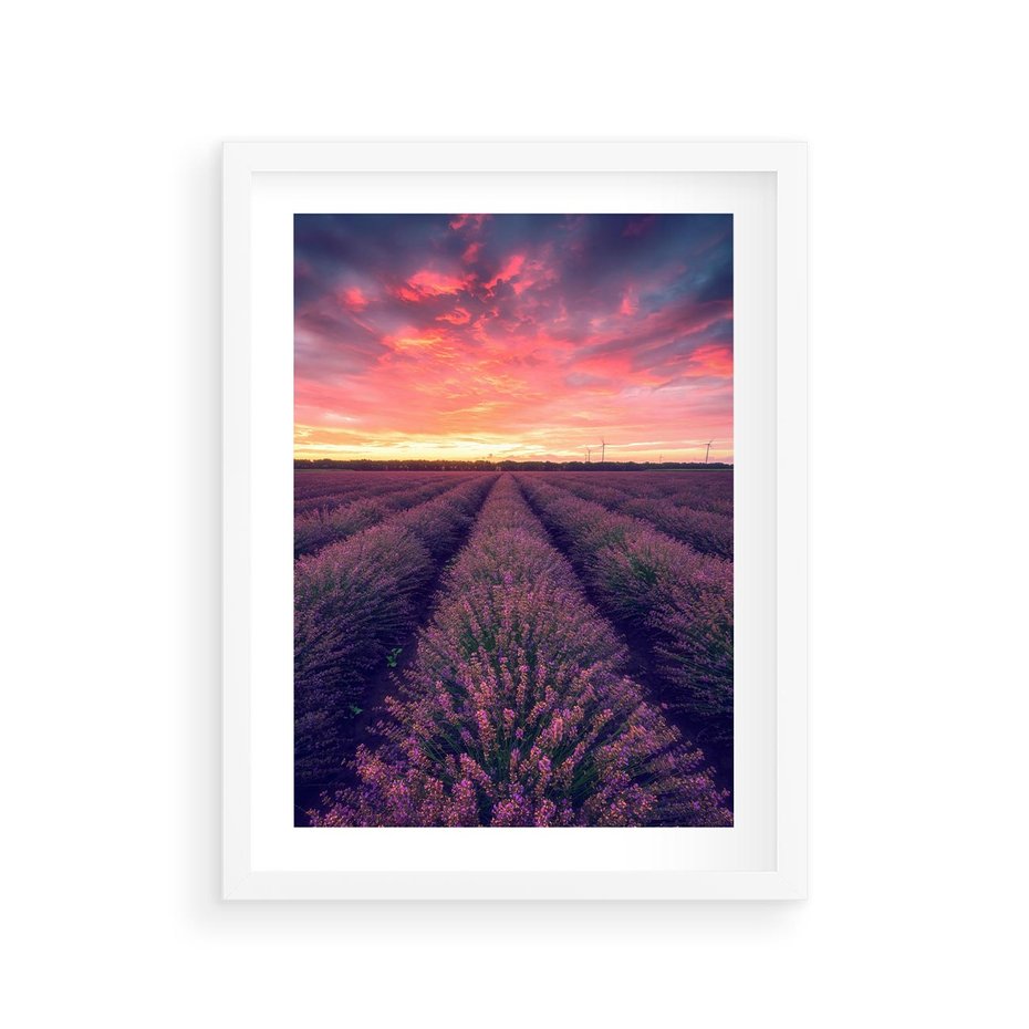 Plakat w ramie 30x40 - Różowe Niebo nad Polami - pola lawendy, zachód słońca - rama biała