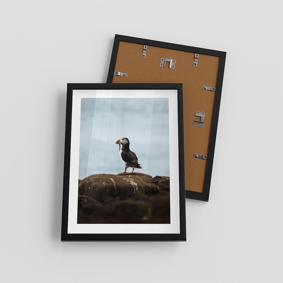 Plakat w ramie 30x40 - Portret Ptaka Morskiego - maskonur, ptak - rama czarna