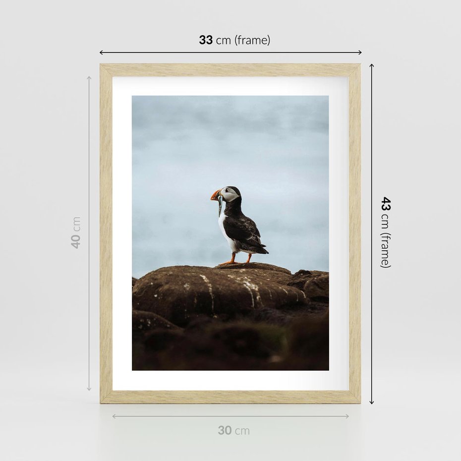Plakat w ramie 30x40 - Portret Ptaka Morskiego - maskonur, ptak - rama drewno
