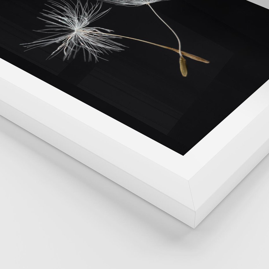 Plakat w ramie 30x40 - Delikatność Wiatru - dmuchawce, makro - rama biała