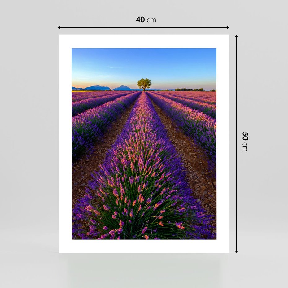 Plakat bez ramy 40x50 - Fioletowa Magia - pole, lawendy