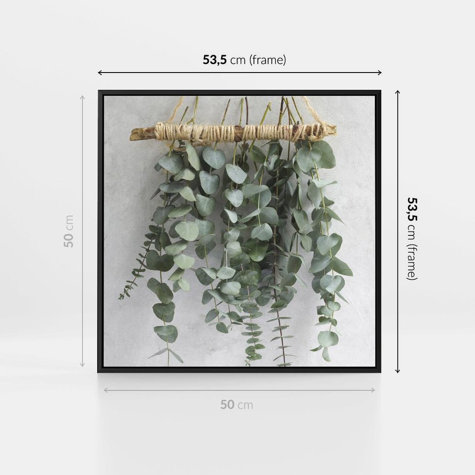 Obraz w ramie 50x50 - Uwodzicielska zieleń eukaliptusa - eukaliptus, zielone - rama czarna