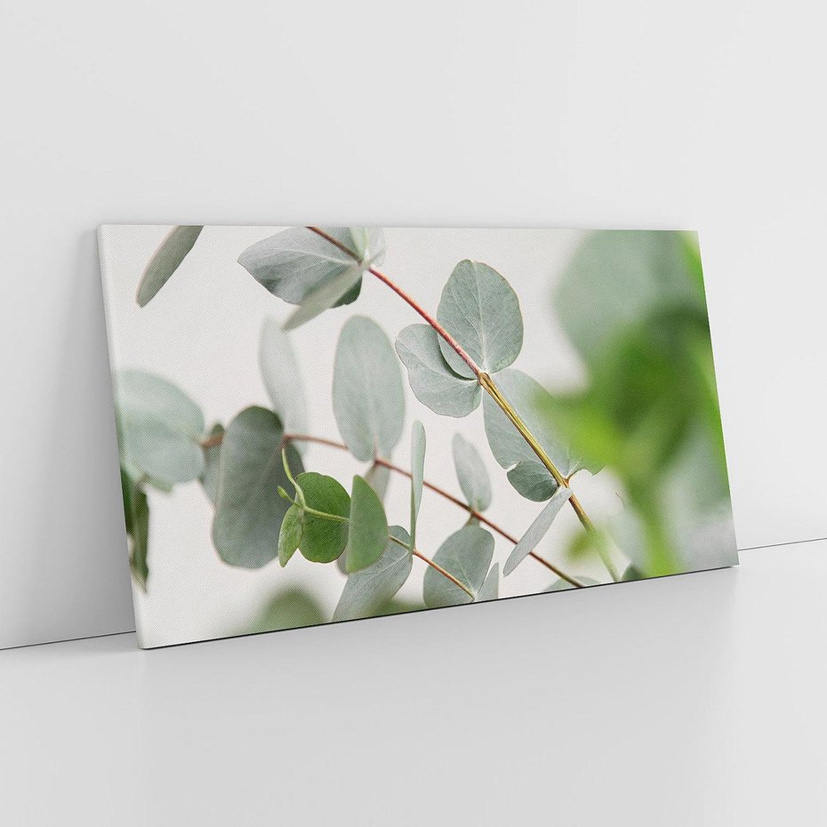 Obraz na płótnie 120x60 - Liście eukaliptusa w naturze - eukaliptus, liście