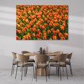 Obraz na płótnie 100x70 - Tulipanowa eksplozja - tulipany, kwiaty