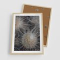 Plakat w ramie 50x70 - Ulotna Piękność Natury - makro, dmuchawce - rama drewno
