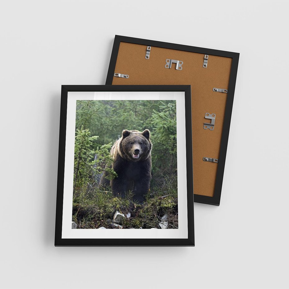 Plakat w ramie 40x50 - Spotkanie z Niedźwiedziem w Lesie - niedźwiedź, las - rama czarna