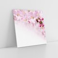 Obraz na płótnie 40x40 - Kwitnąca Wiśnia - kwiaty, kwitnącej