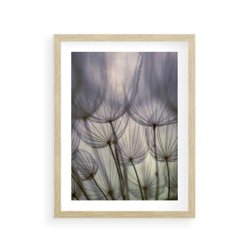 Plakat w ramie 50x70 - Makro dmuchawiec - piękno drobnych detali - dmuchawce, makro - rama drewno