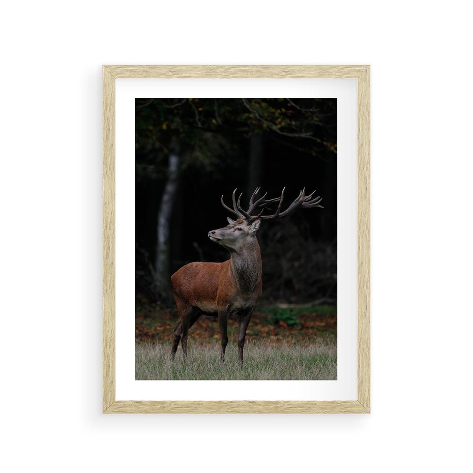 Plakat w ramie 30x40 - Spotkanie z naturą - jeleń, las - rama drewno