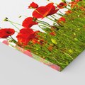 Obraz na płótnie 40x40 - Bujne maki na malowniczej łące - mak, maki