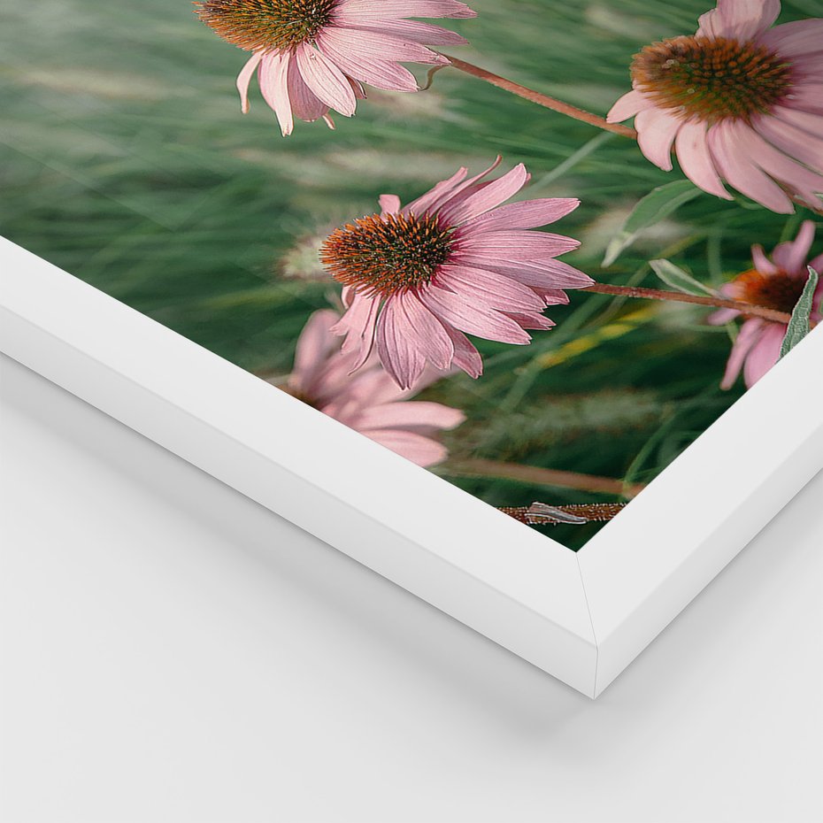 Zestaw obrazy w ramie 40x50 galeria - Kwiaty, łąka, suche, trawy - rama biała