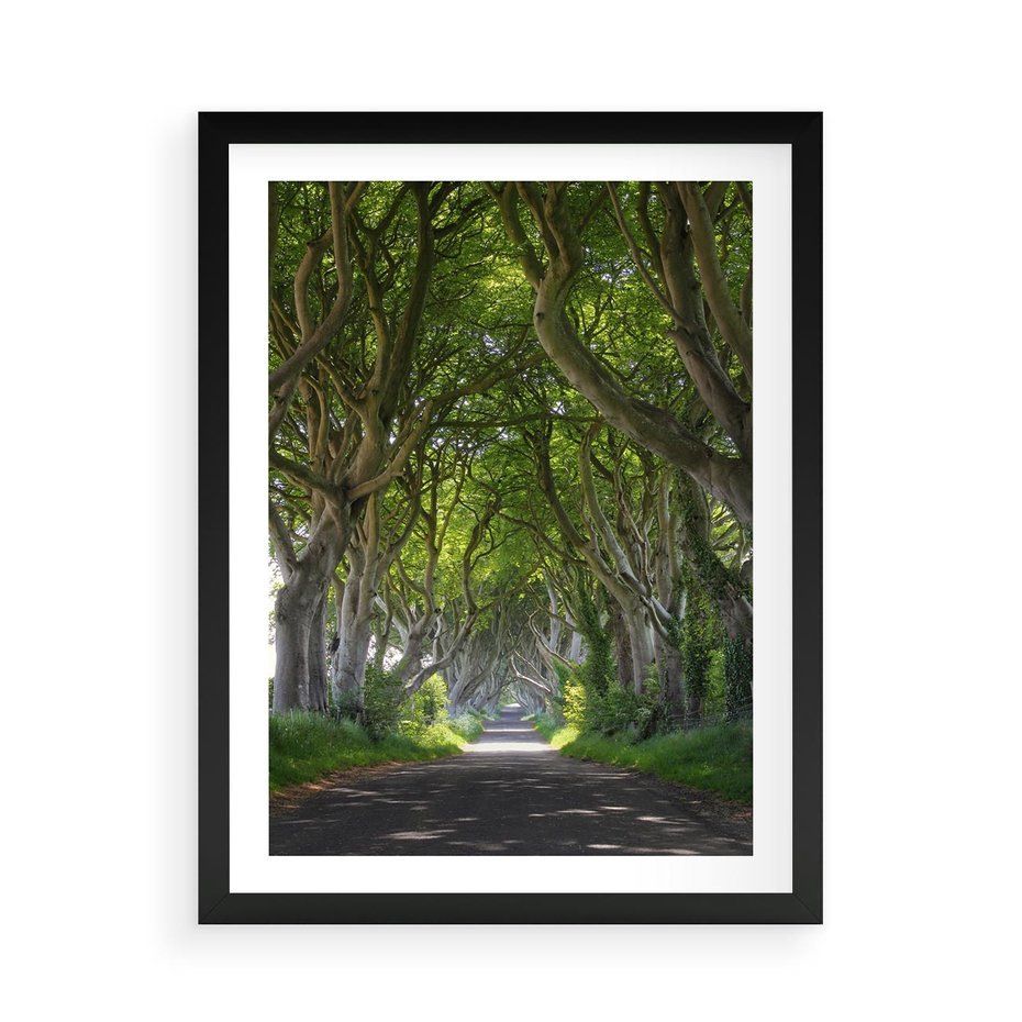 Plakat w ramie 50x70 - Magiczny Las - drzewa, las - rama czarna