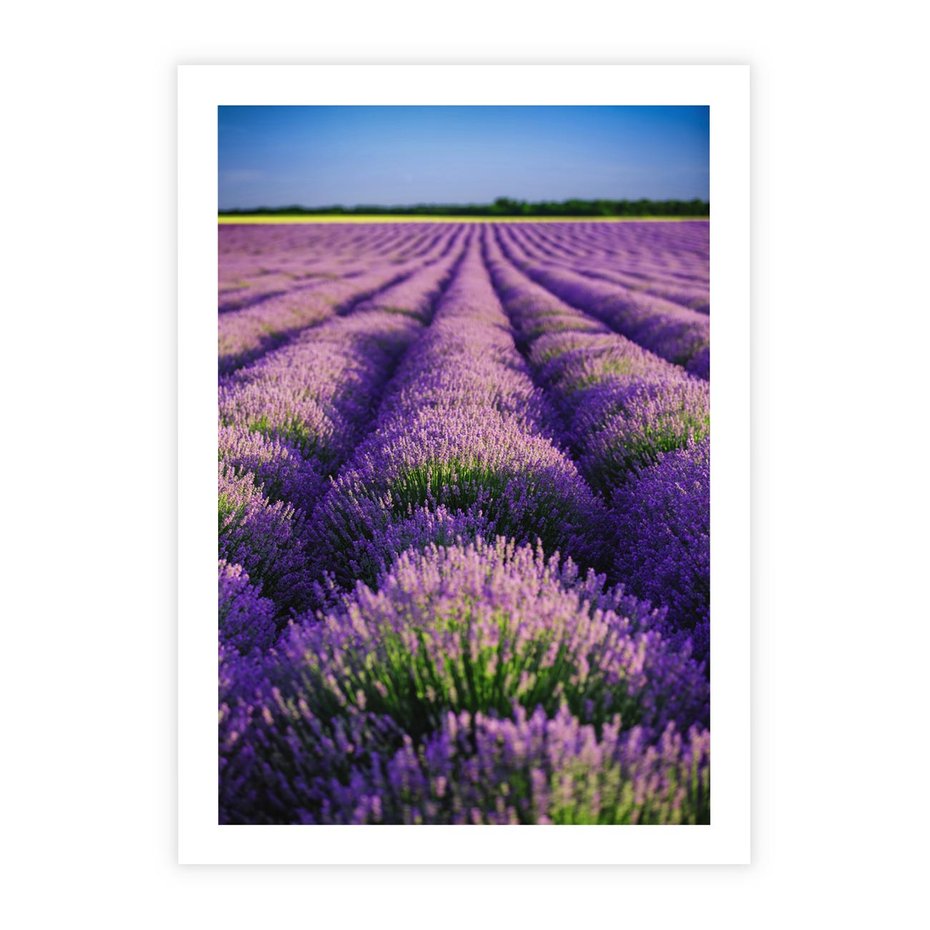 Plakat bez ramy 30x40 - Malownicze Pole Lawendy - lawenda, pole