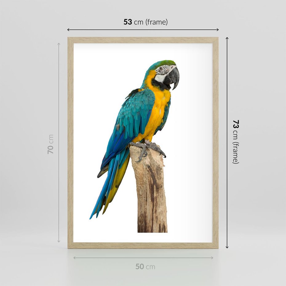 Plakat w ramie 50x70 - Kolorowa papuga w locie - papuga, ptak - rama drewno