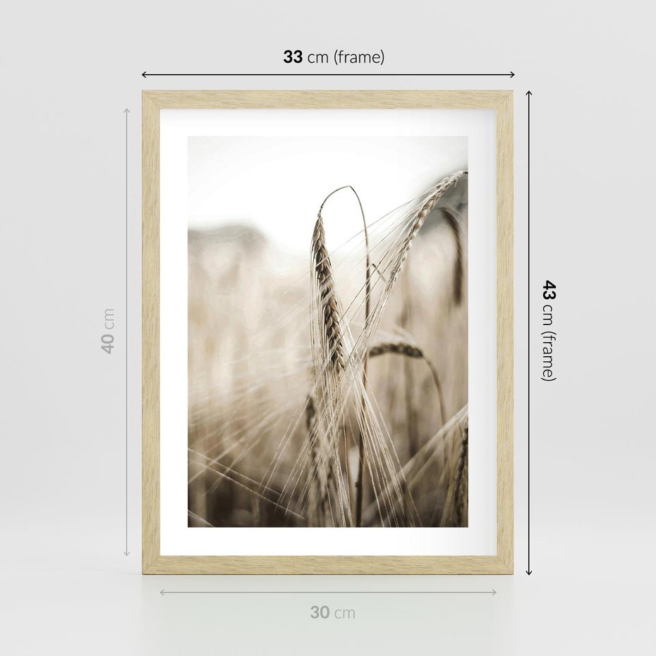Plakat w ramie 30x40 - Kłosy Pszenicy w Sepii - zboże, kłos pszenicy - rama drewno