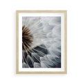 Plakat w ramie 40x50 - Dmuchawce w Naturze - dmuchawiec, zbliżenie - rama drewno