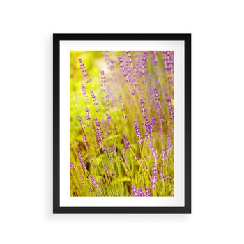 Plakat w ramie 40x50 - Delikatność natury - lawenda, kwiaty - rama czarna
