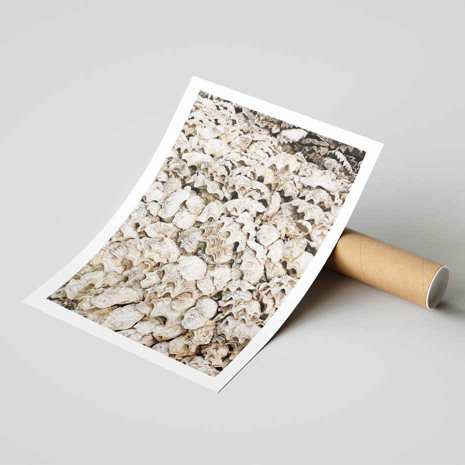 Plakat bez ramy 21x30 - Symfonia Natury - kompozycja z białych muszli