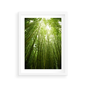 Plakat w ramie 50x70 - Siła Natury - drzewa, las - rama biała