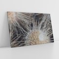 Obraz na płótnie 70x50 - Ulotna Piękność Natury - makro, dmuchawce