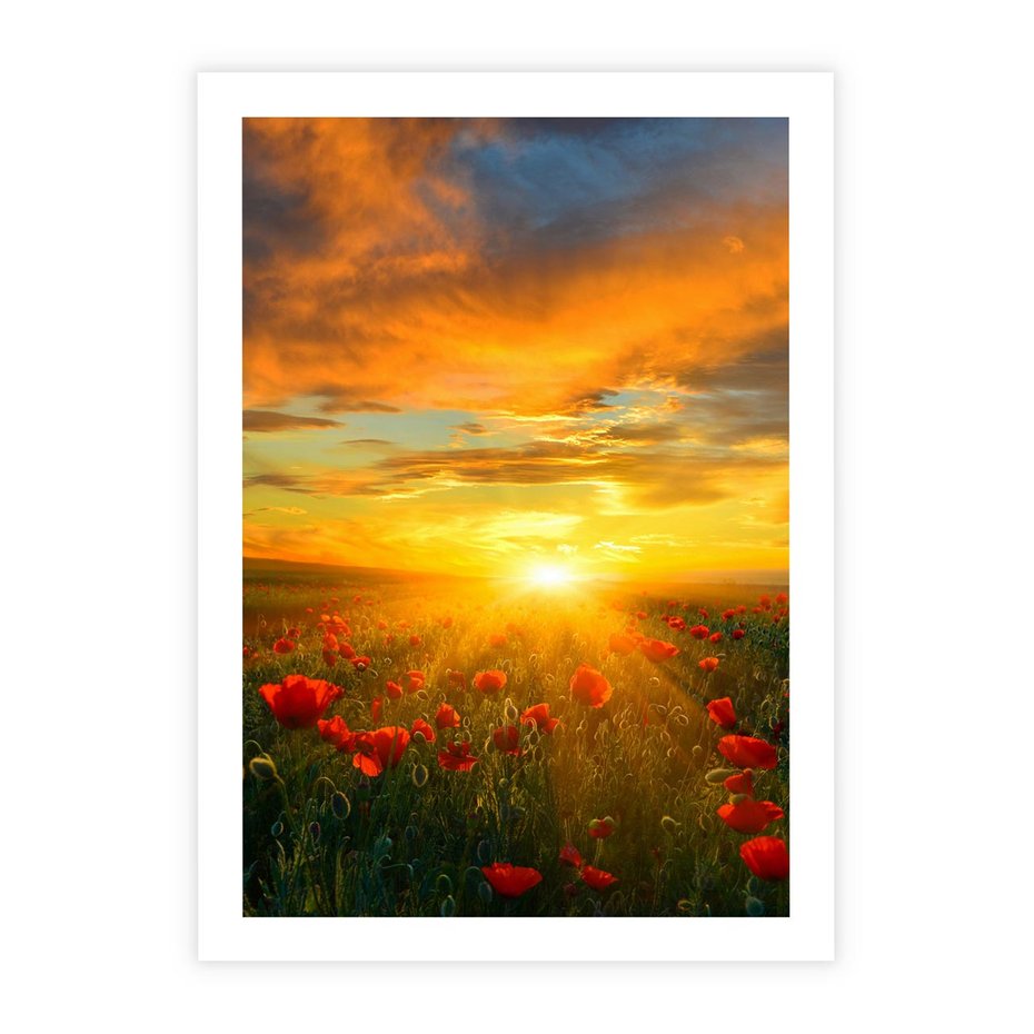 Plakat bez ramy 30x40 - Magia zachodu słońca na łące z makami - łąka, zachód słońca