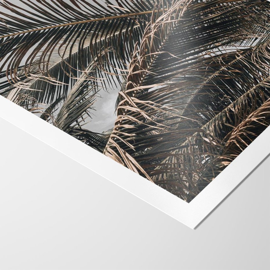 Plakat bez ramy 21x30 - Liściaste Palmy - palmy, drzewa palmowe