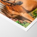 Plakat bez ramy 21x30 - Elegancki wierzchowiec - koń, portret