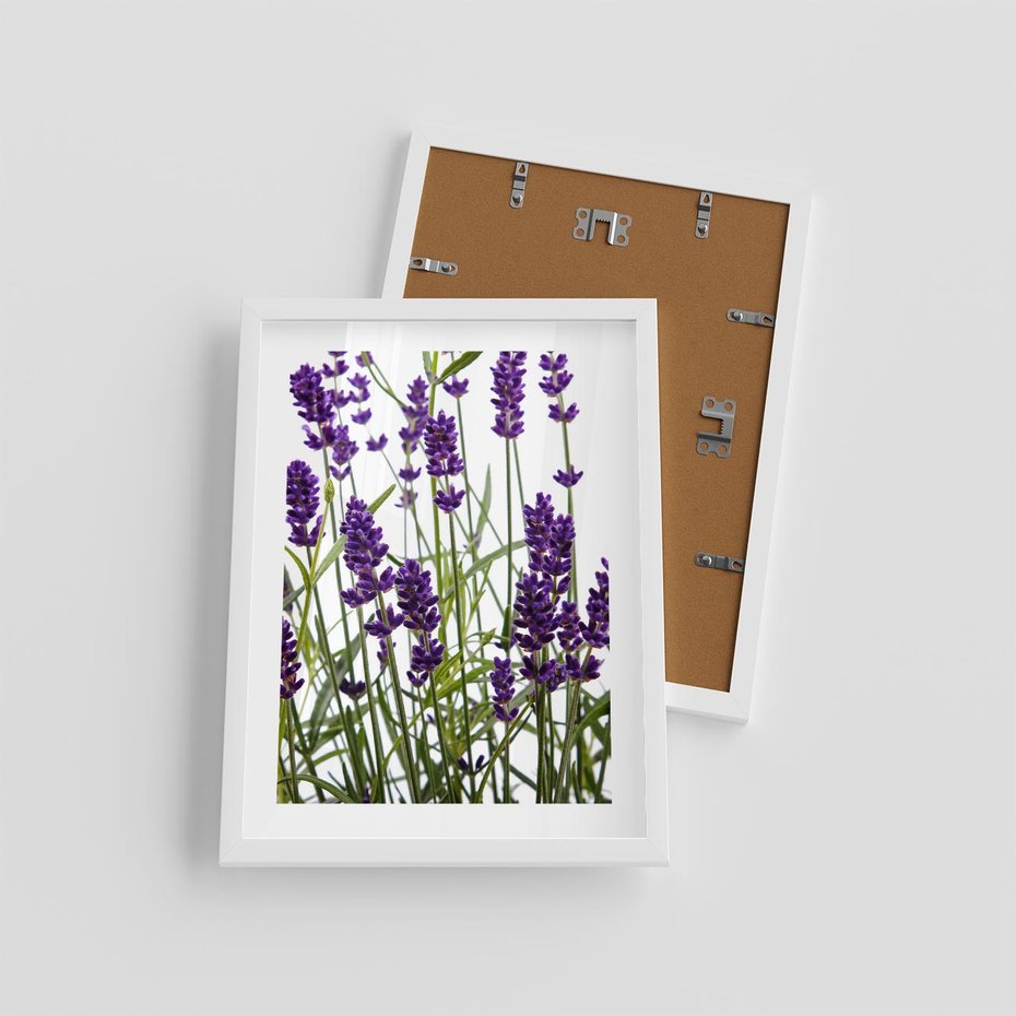 Plakat w ramie 30x40 - Fioletowa harmonia lawendy - lawenda, fiolet - rama biała