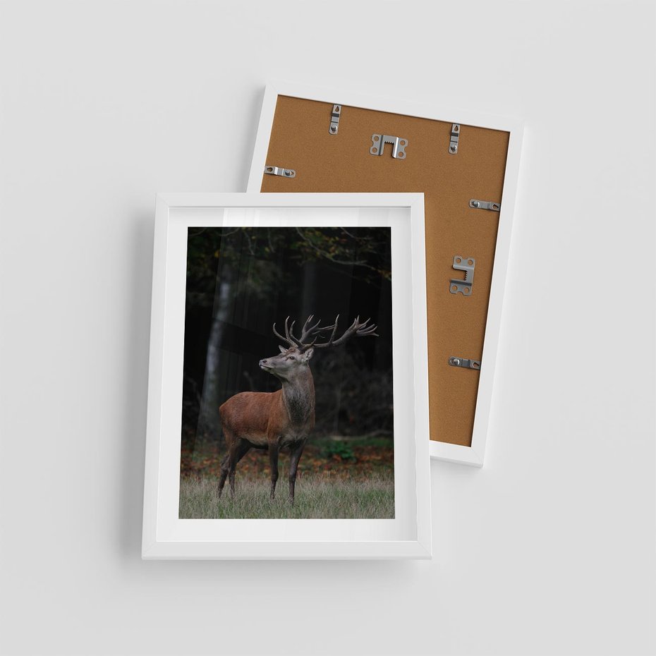 Plakat w ramie 30x40 - Spotkanie z naturą - jeleń, las - rama biała