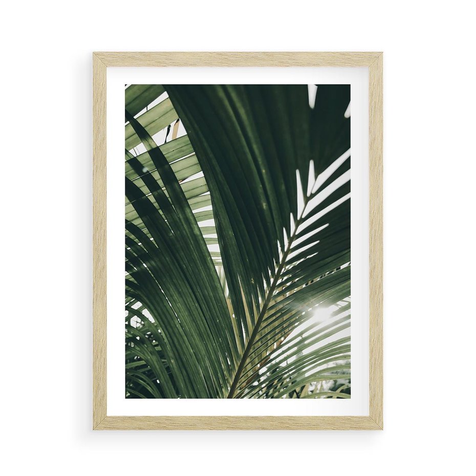 Plakat w ramie 50x70 - Tropikalne Uroki: Palmy i Zielone Liście - palmy, zielone liście - rama drewno