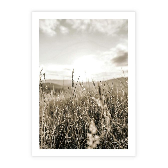 Plakat bez ramy 21x30 - Łąka w Klimacie Sepii - suche trawy, łąka