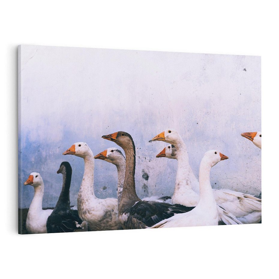 Obraz na płótnie 120x80 - Spotkanie Wśród Piór - uchwycony moment, fotografia