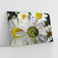 Obraz na płótnie 70x50 - Stokrotki w pełnym rozkwicie - stokrotki, kwiaty