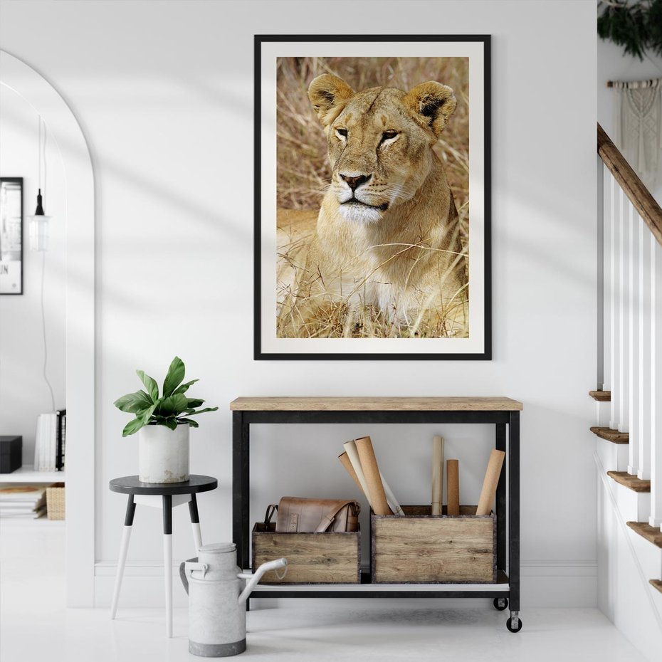 Plakat bez ramy 50x70 - Potęga lwów w Afryce - lew, lwica