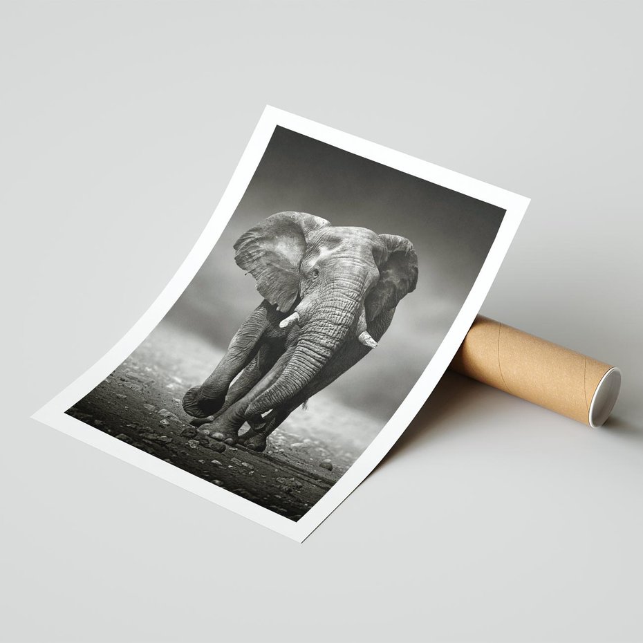 Plakat bez ramy 30x40 - Majestatyczny słoń Afryki - słoń, Afryka
