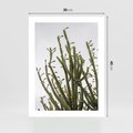 Plakat bez ramy 30x40 - Ekskluzywna Roślinność - kaktusy, liście