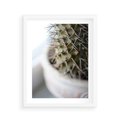 Plakat w ramie 40x50 - Kaktus w Zbliżeniu - kaktus, igły - rama biała