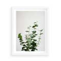 Plakat w ramie 50x70 - Żywa eukaliptusowa zieleń - eukaliptus, zielone - rama biała