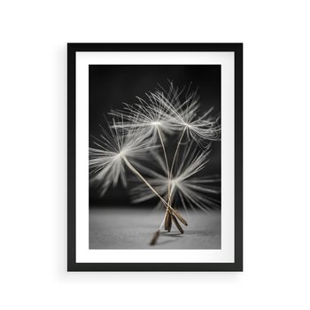 Plakat w ramie 30x40 - Delikatność dmuchawców zbliżenie - dmuchawce, zbliżenie - rama czarna