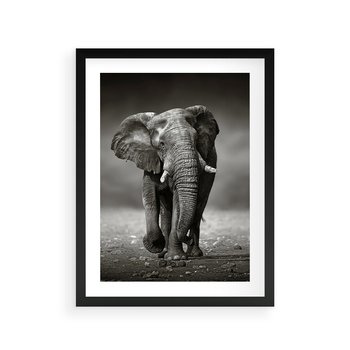 Plakat w ramie 40x50 - Majestatyczny słoń Afryki - słoń, Afryka - rama czarna