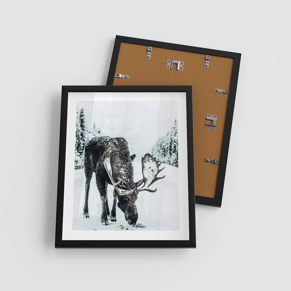 Plakat w ramie 40x50 - Zimowy Portret Łosia - łoś w zimowej scenerii - rama czarna