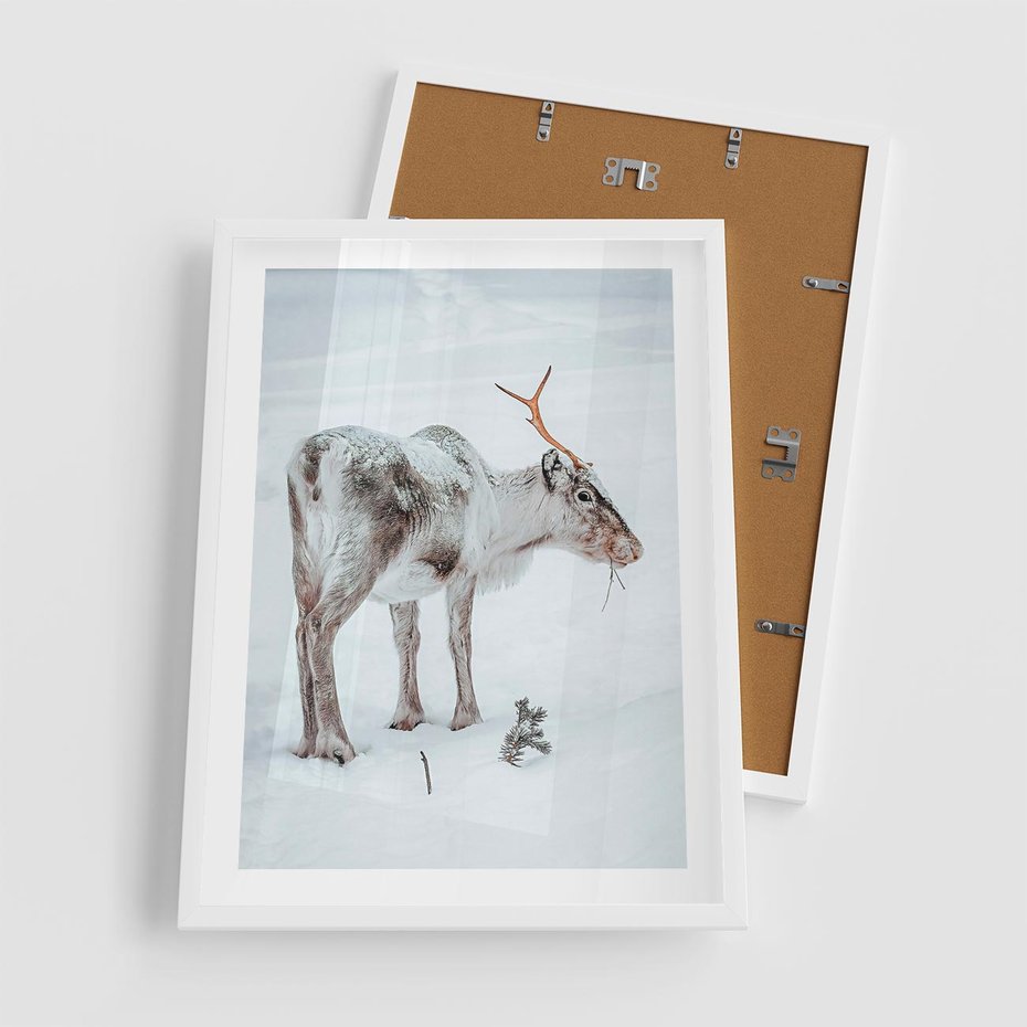 Plakat w ramie 50x70 - Magia Świąt - renifer na śniegu, śnieg - rama biała