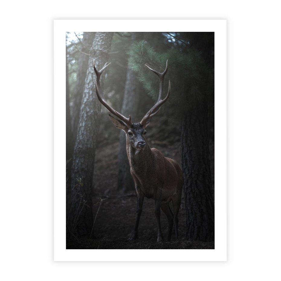 Plakat bez ramy 30x40 - Jeleń wśród lasu - jeleń, las
